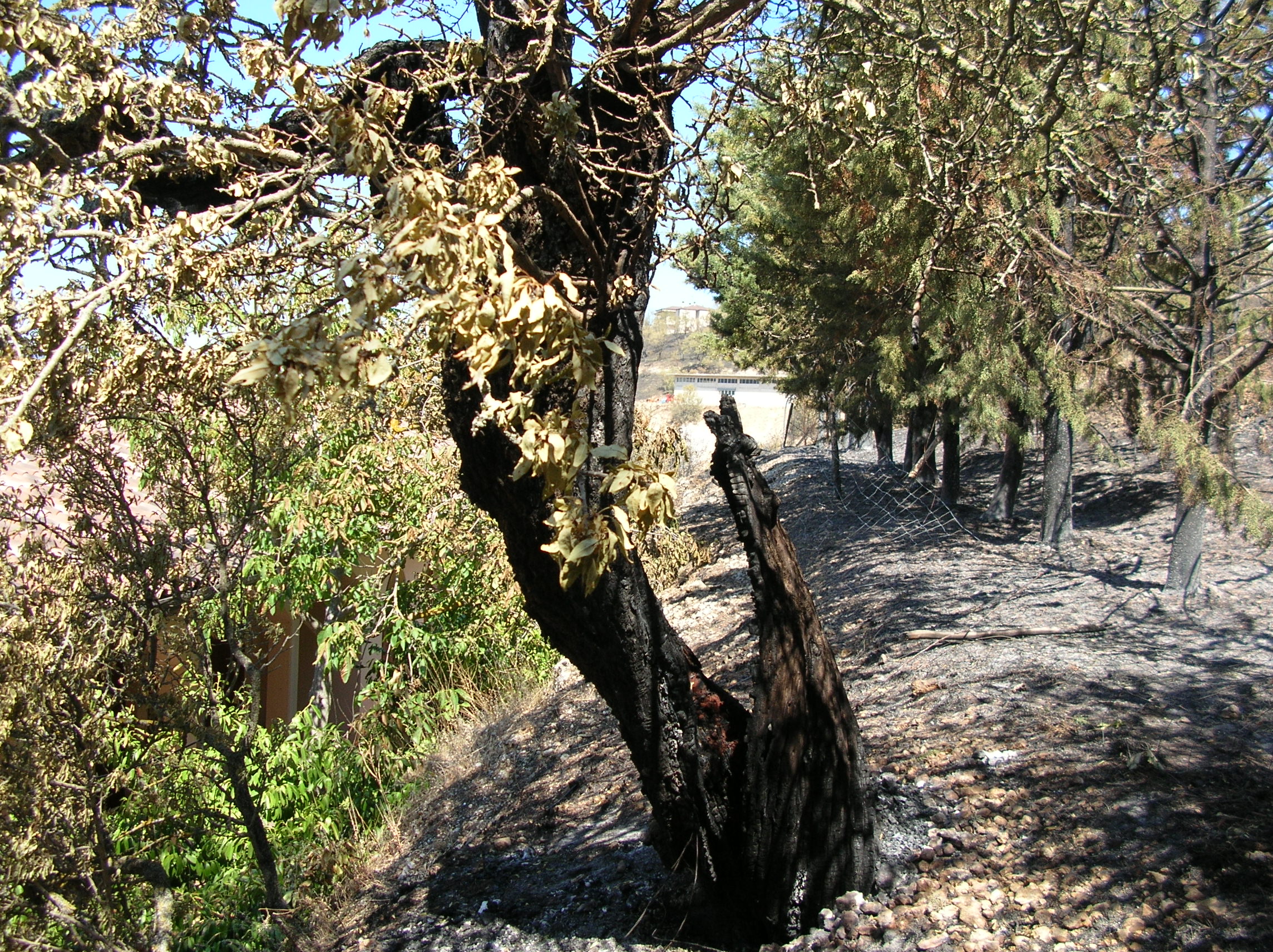 Albero di Mandorlo bruciato 